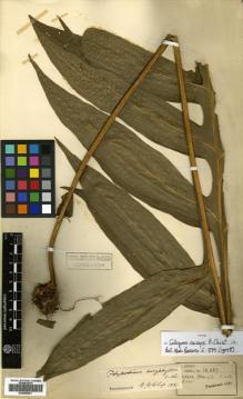 Type specimen at Edinburgh (E). Henry, Augustine: 10089. Barcode: E00499001.