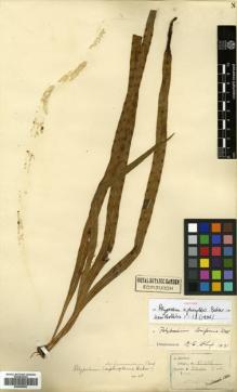 Type specimen at Edinburgh (E). Henry, Augustine: 11826. Barcode: E00499003.