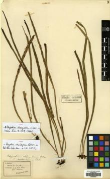 Type specimen at Edinburgh (E). Henry, Augustine: 9194. Barcode: E00499004.
