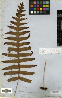 Type specimen at Edinburgh (E). Wallich, Nathaniel: 290. Barcode: E00499015.