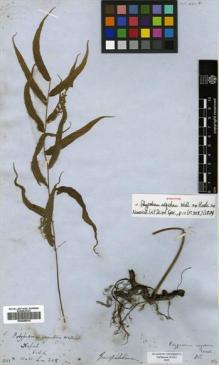 Type specimen at Edinburgh (E). Wallich, Nathaniel: 308. Barcode: E00499016.