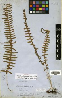 Type specimen at Edinburgh (E). Wallich, Nathaniel: 310. Barcode: E00499017.