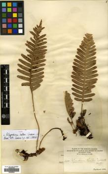Type specimen at Edinburgh (E). Heller, Amos: 2602. Barcode: E00499024.