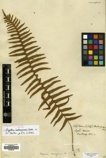 Type specimen at Edinburgh (E). Hartweg, Karl: 415. Barcode: E00499025.