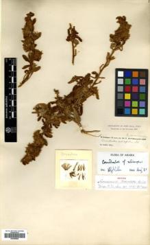 Type specimen at Edinburgh (E). Schimper, Georg: . Barcode: E00499602.