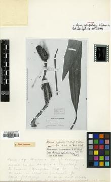 Type specimen at Edinburgh (E). Beccari, Odoardo: 2162. Barcode: E00499781.