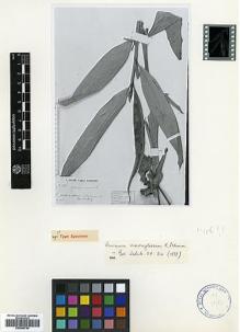 Type specimen at Edinburgh (E). Beccari, Odoardo: 2077. Barcode: E00499794.