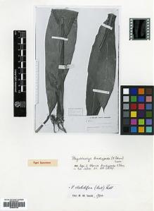 Type specimen at Edinburgh (E). Beccari, Odoardo: 3636. Barcode: E00499796.