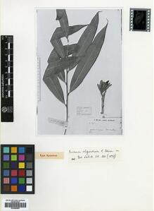 Type specimen at Edinburgh (E). Beccari, Odoardo: 2946. Barcode: E00499800.