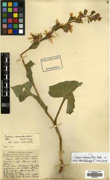 Type specimen at Edinburgh (E). Forrest, George: 2546. Barcode: E00499825.