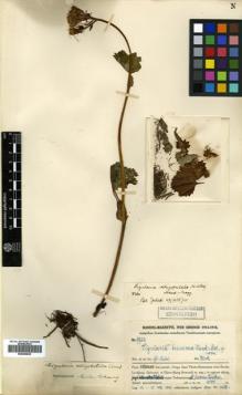 Type specimen at Edinburgh (E). Handel-Mazzetti, Heinrich: 9923. Barcode: E00499829.