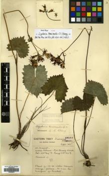 Type specimen at Edinburgh (E). Forrest, George: 20256. Barcode: E00499830.