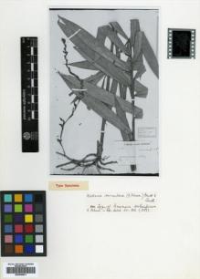 Type specimen at Edinburgh (E). Beccari, Odoardo: 365. Barcode: E00499831.