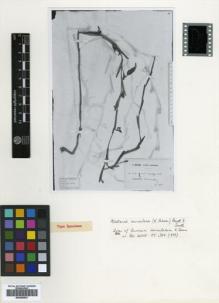 Type specimen at Edinburgh (E). Beccari, Odoardo: 1586. Barcode: E00499833.