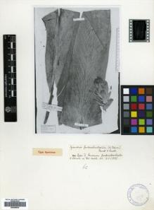 Type specimen at Edinburgh (E). Beccari, Odoardo: 3735. Barcode: E00499835.
