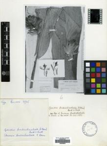 Type specimen at Edinburgh (E). Beccari, Odoardo: 3735. Barcode: E00499836.