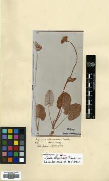 Type specimen at Edinburgh (E). Delavay, Pierre: 3897. Barcode: E00499839.