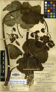 Type specimen at Edinburgh (E). Forrest, George: 14572. Barcode: E00499840.