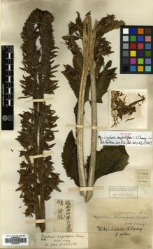 Type specimen at Edinburgh (E). Forrest, George: 28921. Barcode: E00499841.