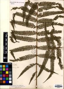 Type specimen at Edinburgh (E). Cuming, Hugh: 343. Barcode: E00499843.