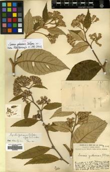 Type specimen at Edinburgh (E). Forrest, George: 959. Barcode: E00499844.