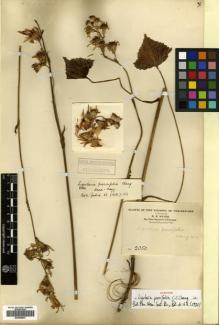Type specimen at Edinburgh (E). Maire, Edouard-Ernest: 2050. Barcode: E00499847.