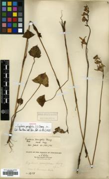 Type specimen at Edinburgh (E). Maire, Edouard-Ernest: 1258. Barcode: E00499849.