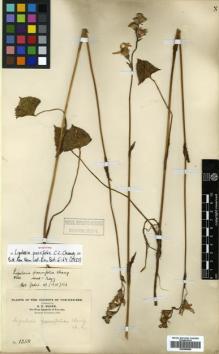 Type specimen at Edinburgh (E). Maire, Edouard-Ernest: 2050. Barcode: E00499850.