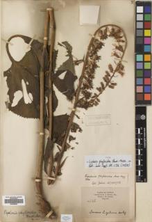 Type specimen at Edinburgh (E). Howell, E.: 135. Barcode: E00499859.