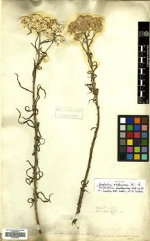 Type specimen at Edinburgh (E). Wallich, Nathaniel: 2947/57 A. Barcode: E00499885.