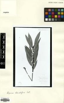 Type specimen at Edinburgh (E). Gjellerup, Knud: 1022. Barcode: E00499915.