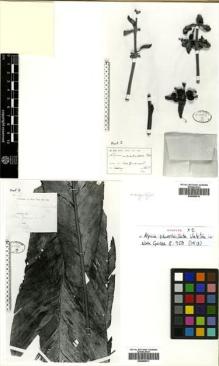 Type specimen at Edinburgh (E). Versteeg, Gerard: 1606. Barcode: E00499916.