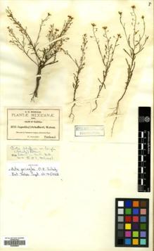 Type specimen at Edinburgh (E). Pringle, Cyrus: 3271. Barcode: E00499944.