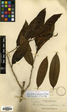 Type specimen at Edinburgh (E). Elmer, Adolph: 13830. Barcode: E00499950.
