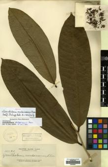 Type specimen at Edinburgh (E). Elmer, Adolph: 14024. Barcode: E00499951.