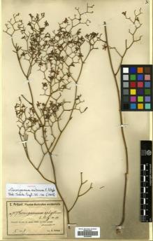 Type specimen at Edinburgh (E). Pritzel, Ernst: 757. Barcode: E00499958.