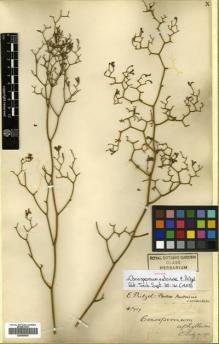 Type specimen at Edinburgh (E). Pritzel, Ernst: 757. Barcode: E00499959.
