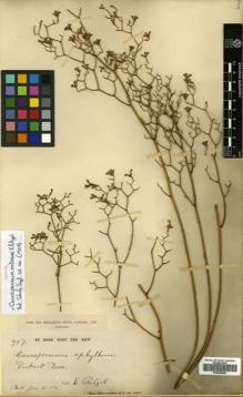 Type specimen at Edinburgh (E). Pritzel, Ernst: 757. Barcode: E00499960.
