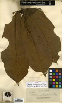 Type specimen at Edinburgh (E). Elmer, Adolph: 12322. Barcode: E00499973.