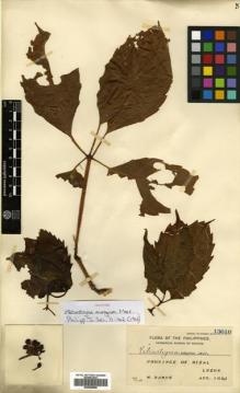 Type specimen at Edinburgh (E). Ramos, Maximo: 13610. Barcode: E00499980.