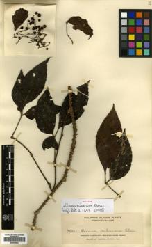 Type specimen at Edinburgh (E). Elmer, Adolph: 9500. Barcode: E00499983.