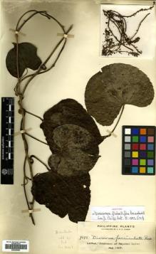 Type specimen at Edinburgh (E). Elmer, Adolph: 9095. Barcode: E00499985.