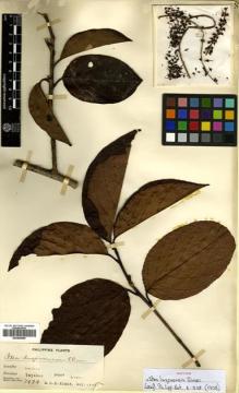 Type specimen at Edinburgh (E). Elmer, Adolph: 7484. Barcode: E00499989.