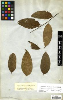 Type specimen at Edinburgh (E). Spruce, Richard: . Barcode: E00499990.