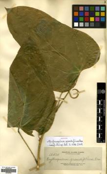 Type specimen at Edinburgh (E). Elmer, Adolph: 12474. Barcode: E00499992.