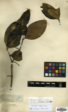 Type specimen at Edinburgh (E). Arnott, George: 91. Barcode: E00499993.