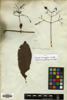 Type specimen at Edinburgh (E). Cuming, Hugh: 1233. Barcode: E00499994.