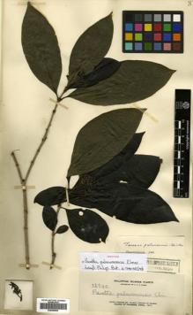 Type specimen at Edinburgh (E). Elmer, Adolph: 12940. Barcode: E00499995.