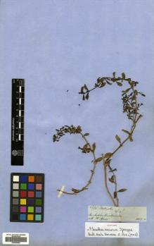 Type specimen at Edinburgh (E). Spruce, Richard: 5835. Barcode: E00499996.