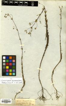Type specimen at Edinburgh (E). Spruce, Richard: . Barcode: E00499997.